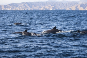 Výlet za delfíny